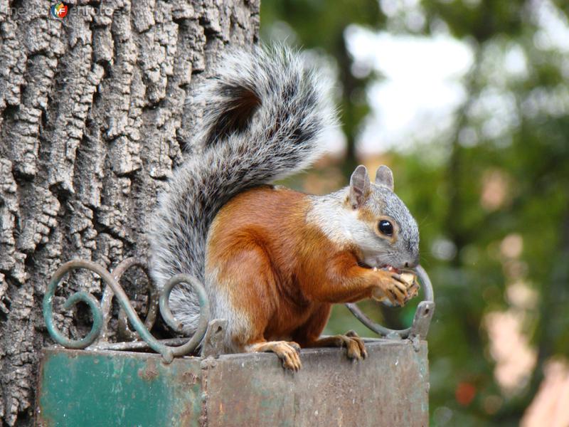 FAUNA EN LA PLAZA DE LA CONSTITUCION DE TLAXCALA, TLAX. 2009