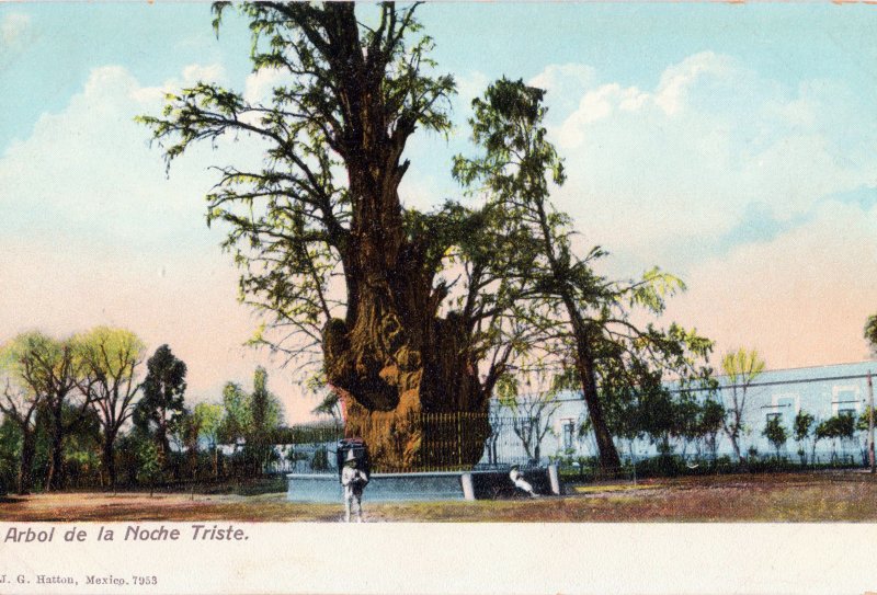 Arbol de la Noche Triste