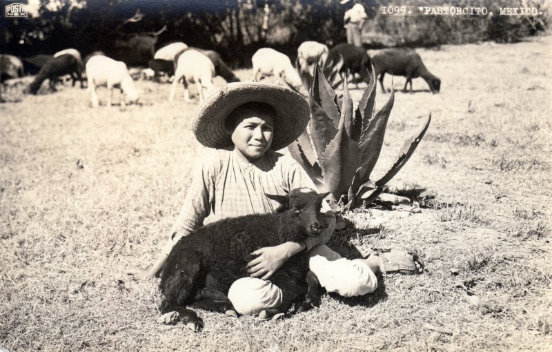 Pastorcito Mexicano