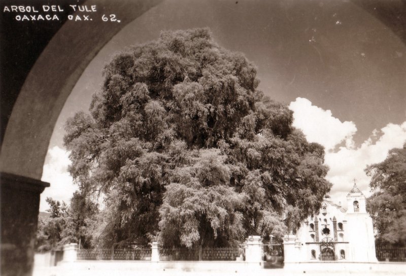 Árbol de Tule