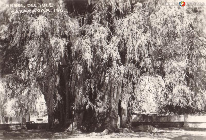 Árbol de Tule