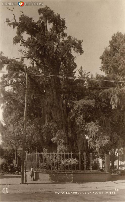 Arbol de la Noche Triste