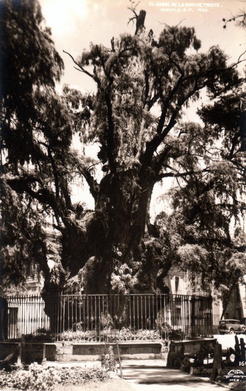 Arbol de la Noche Triste