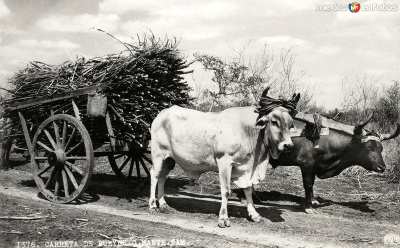 Carreta de Bueyes