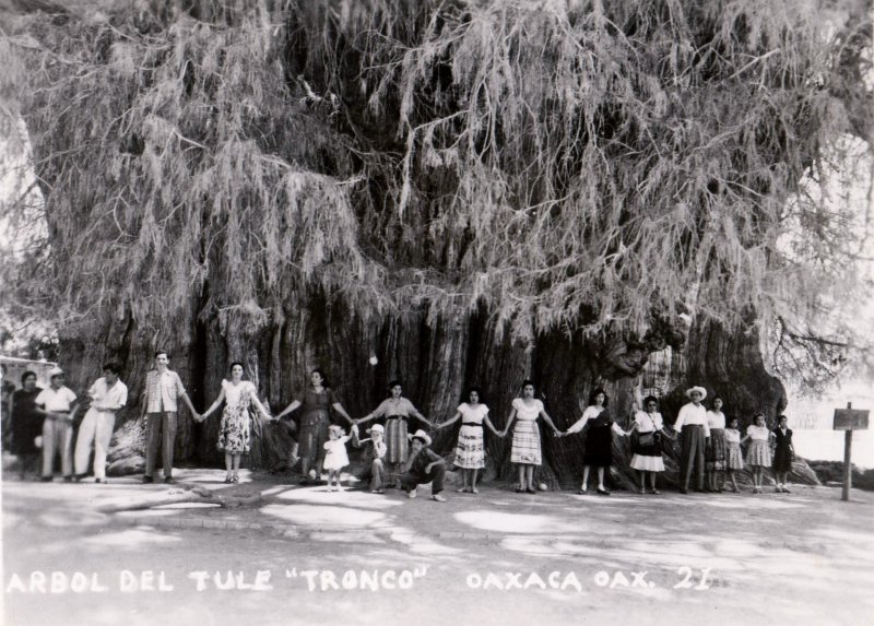 Arbol del Tule