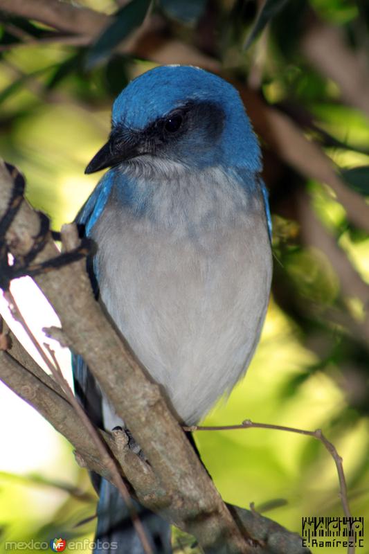 AZUL...