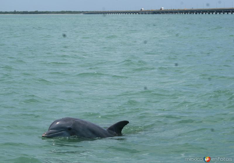 delfines en ciudad del carmen