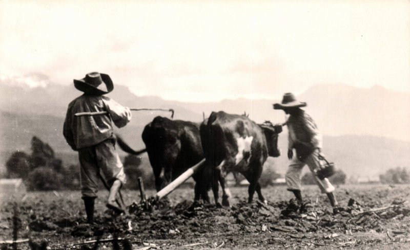 Arando la tierra