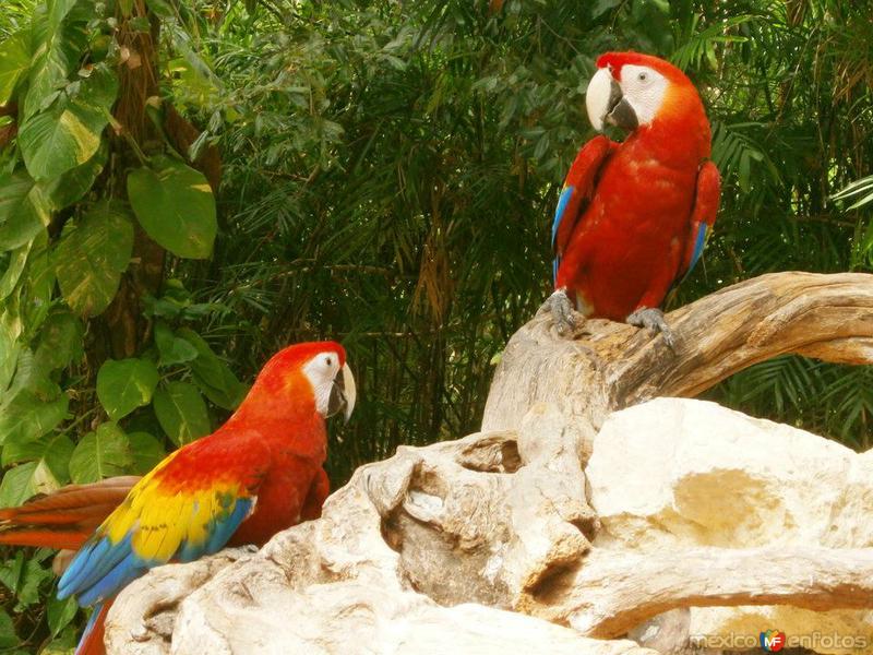 Colores de Xcaret