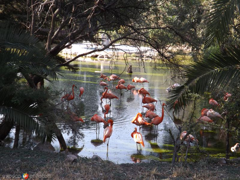 Lago y flamencos en Zooleón. Noviembre/2012. León, Gto