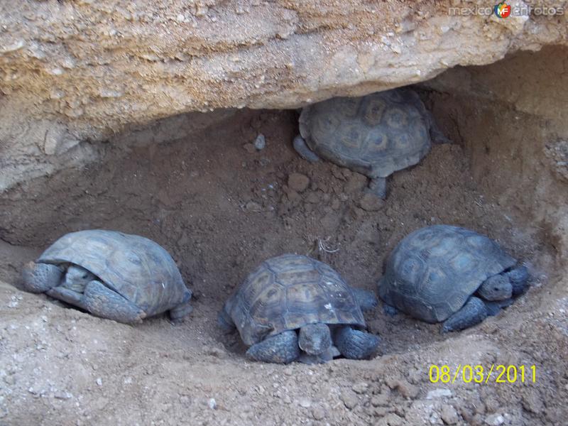 Tortugas Del Desierto De Sonora