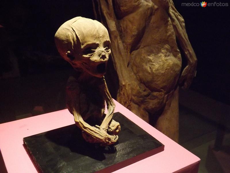 La momia mas pequeña del mundo. Guanajuato. Noviembre72012