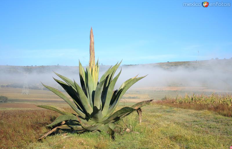 Maguey y niebla