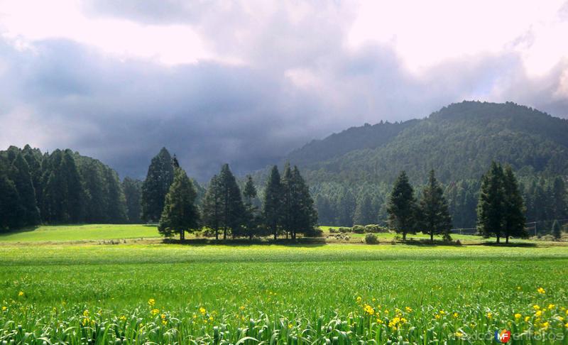 NATURALEZA: Bosques a un costado de la Carretera Federal No. 119 (Chignahuapan - Tlaxco)