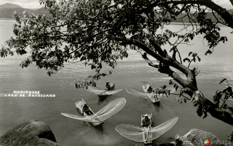 Mariposas, en el Lago de Pátzcuaro