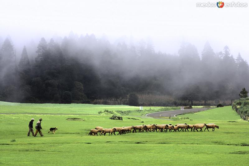 NATURALEZA: Pastores y rebaño de obejas entre la niebla. Cuautelolulco