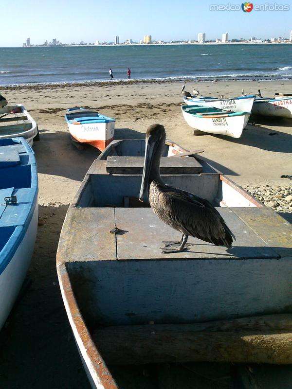 pelicano posando