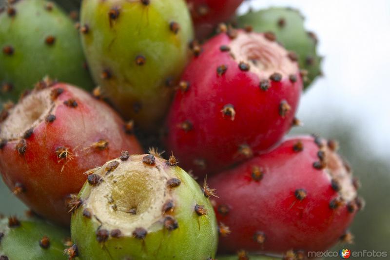 CALAPA, Tunas rojas y verdes