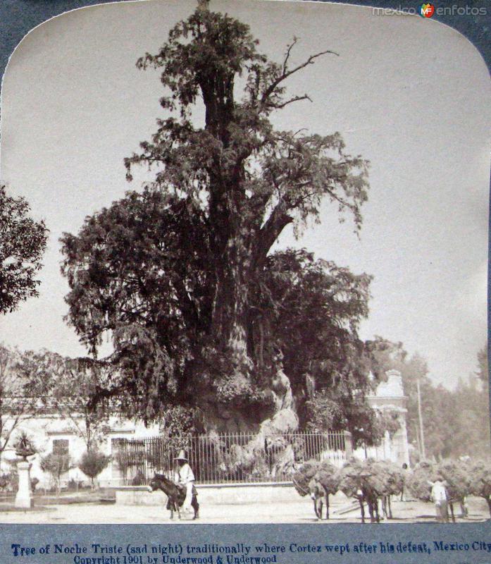 Arbol de la Noche Triste Agua