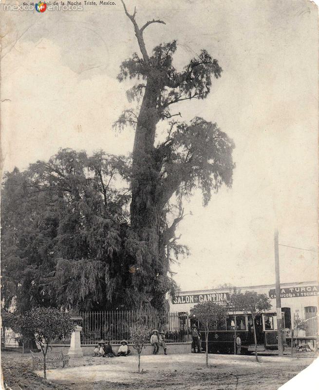 Arbol de la Noche Triste