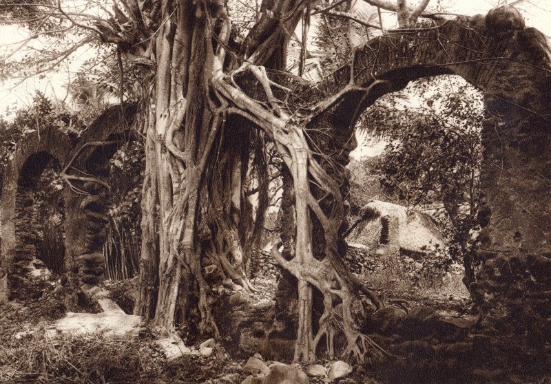 Arbol con Amate (circa 1920)