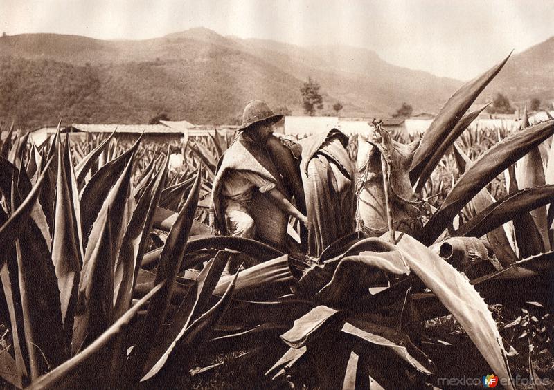 Tlachiquero sacando el pulque del maguey (circa 1920)