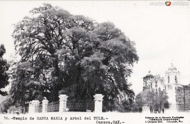 Arbol y templo