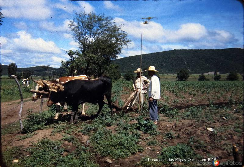 Escardando las Milpas alrededores de Oaxaca en 1948