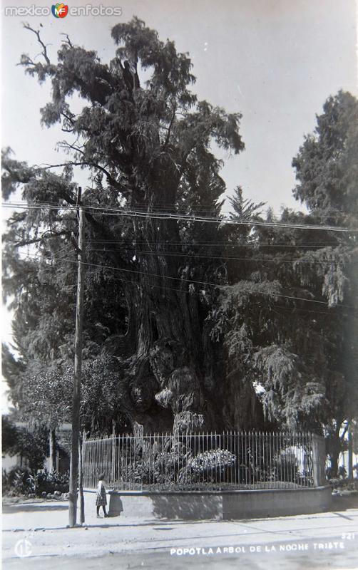 Arbol de la Noche triste