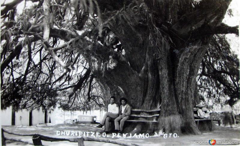 ARBOL ANEJO CHURIPITZEO