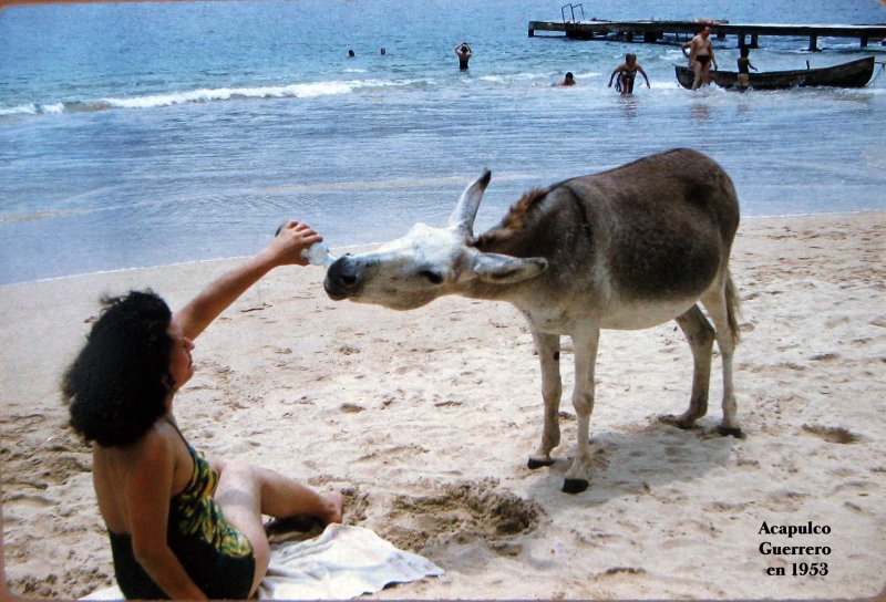 BURRO BEBIENDO CERVEZA