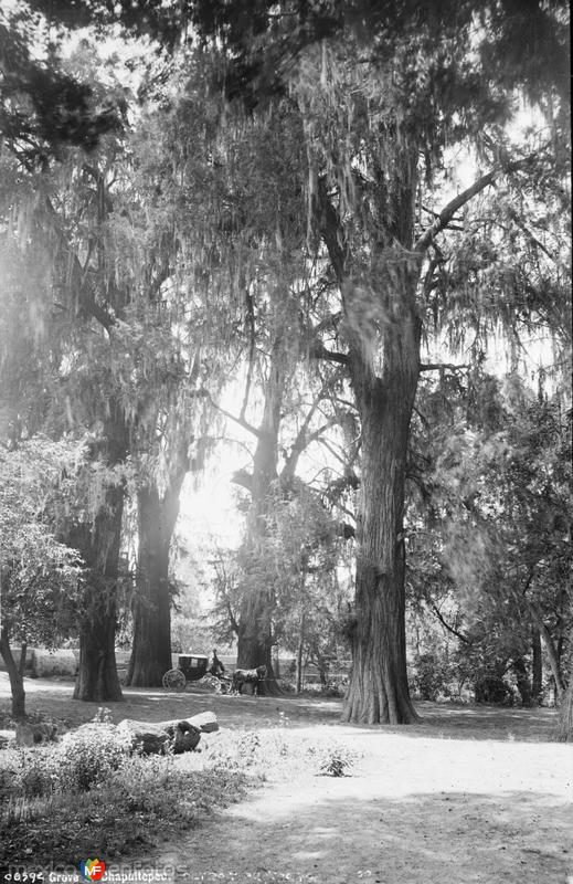 Bosque de Chapultepec (por William Henry Jackson, c. 1888)