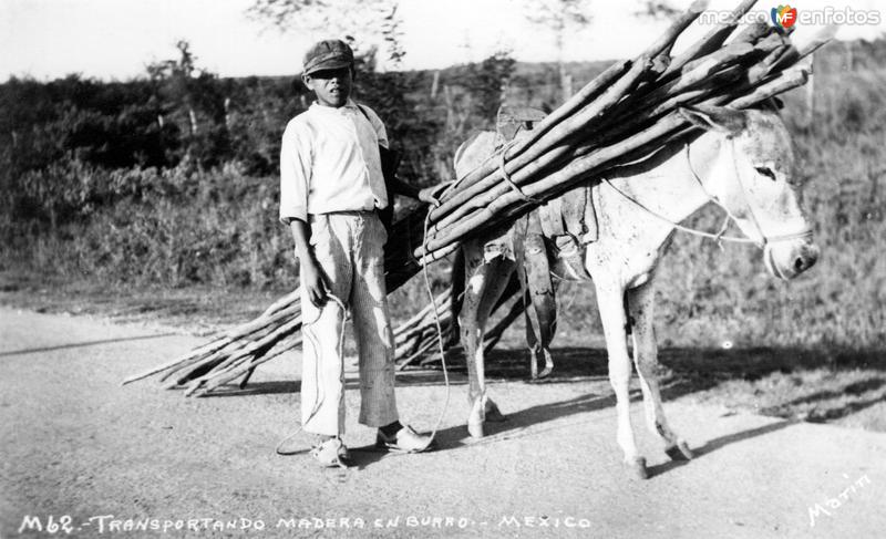 Transporte de madera en burrro