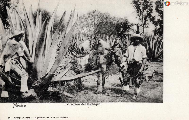 Extracción del tlachique