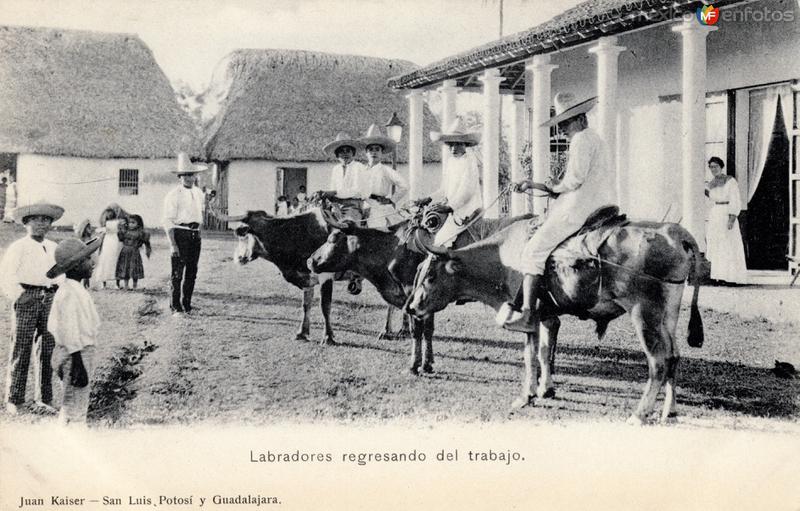 Labradores regresando del trabajo