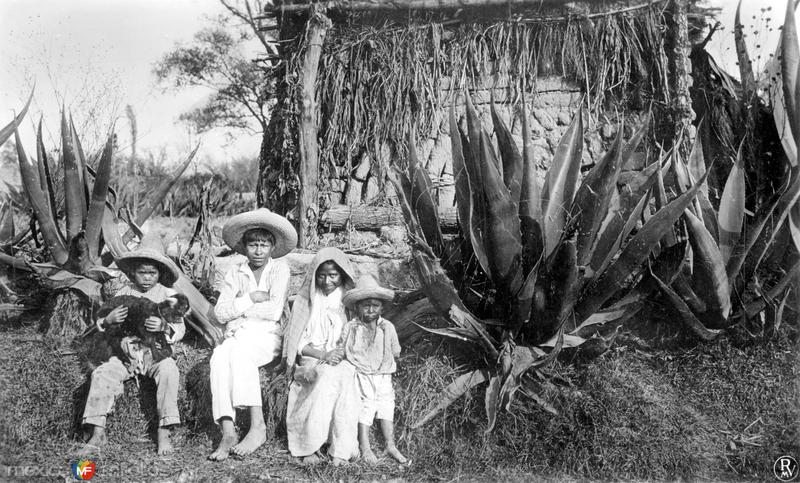 Niños con magueyes