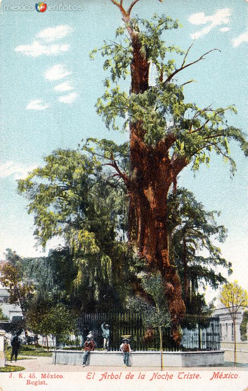 Arbol de la Noche Triste