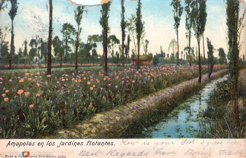 Amapolas en los jardines flotante de Xochimilco