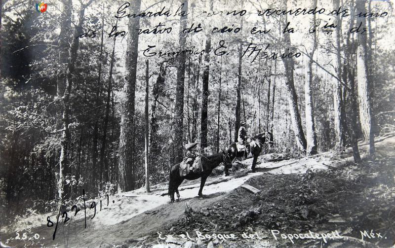 Bosque del Popocatepetl