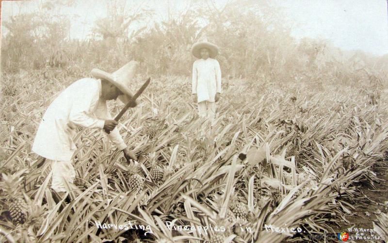 TIPOS MEXICANOS cosechadores de Pina