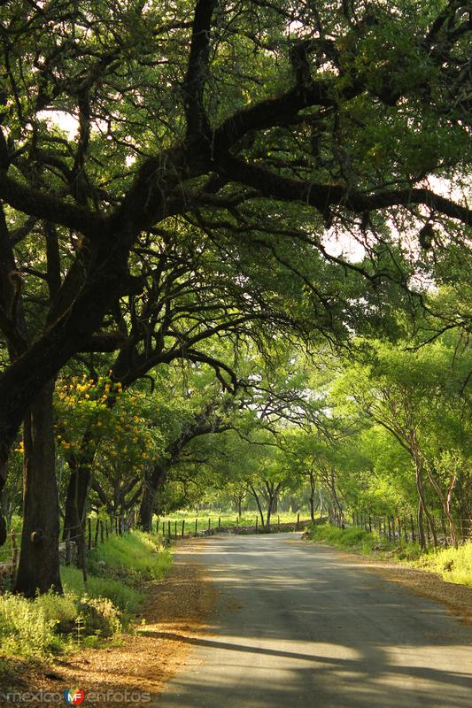 POR LOS CAMINOS DE SANTIAGO