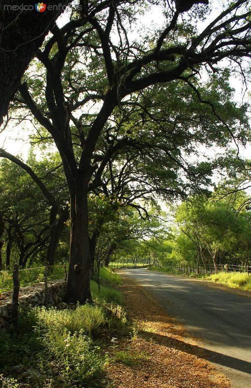 POR LOS CAMINOS DE SANTIAGO