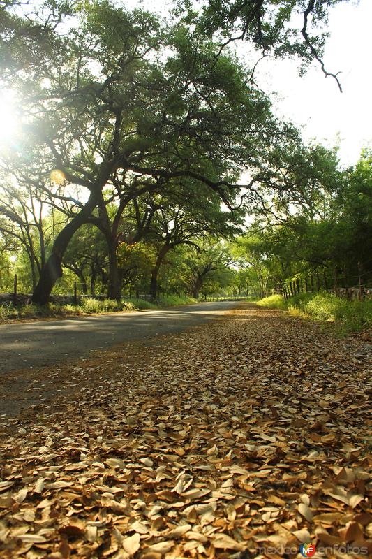 POR LOS CAMINOS DE SANTIAGO