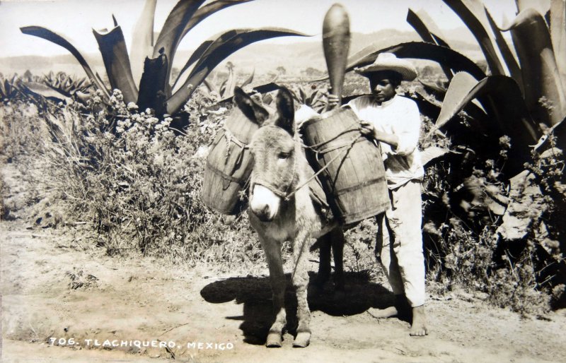 TIPOS MEXICANOS TLACHIQUERO