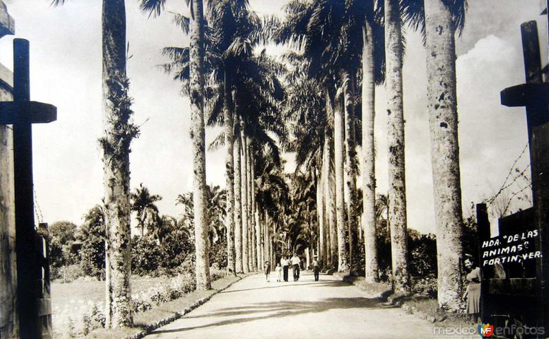 HACIENDA DE LAS ANIMAS