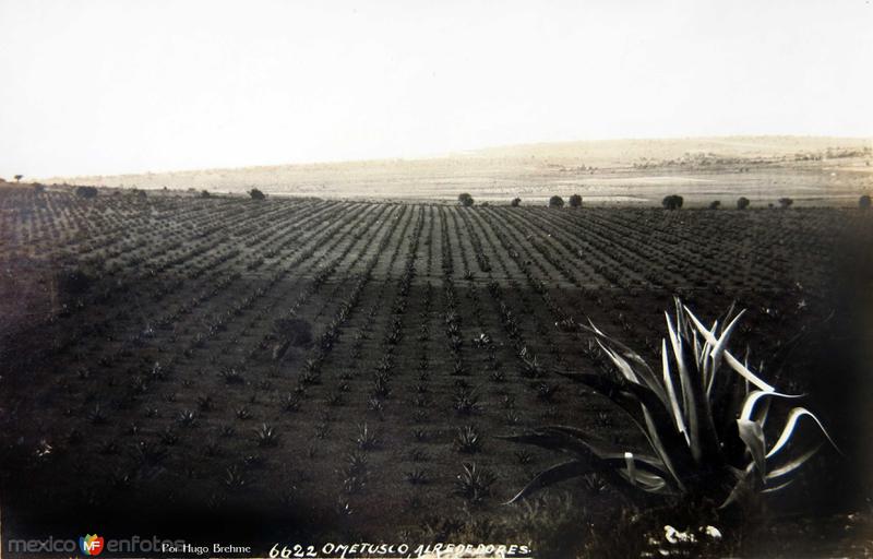 MAGUEYALES PARA EL PULQUE Por el fotografo Hugo Brehme