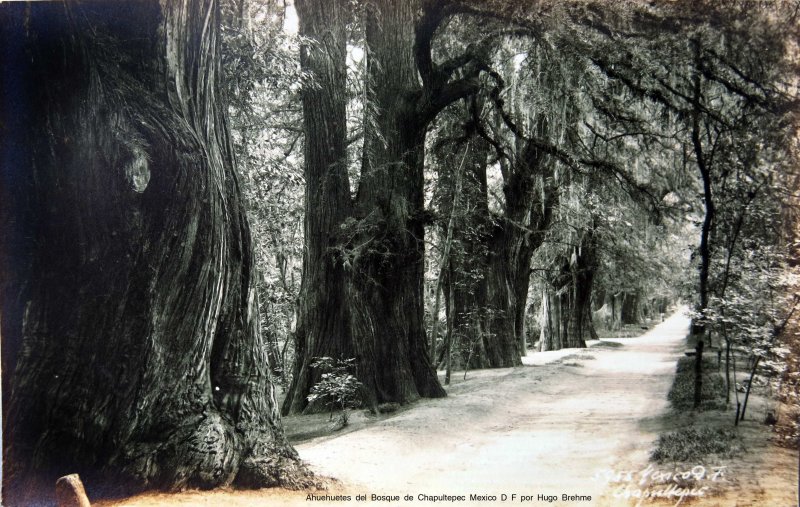 Ahuehuetes del Bosque de Chapultepec Mexico D F por Hugo Brehme