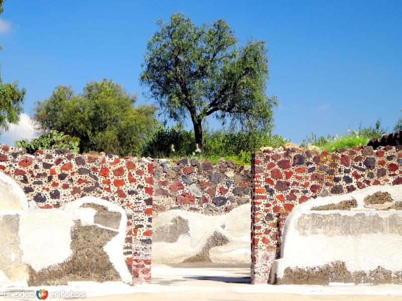 Flora de Teotihuacán