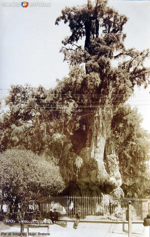 EL ARBOL DE LA NOCHE TRISTE