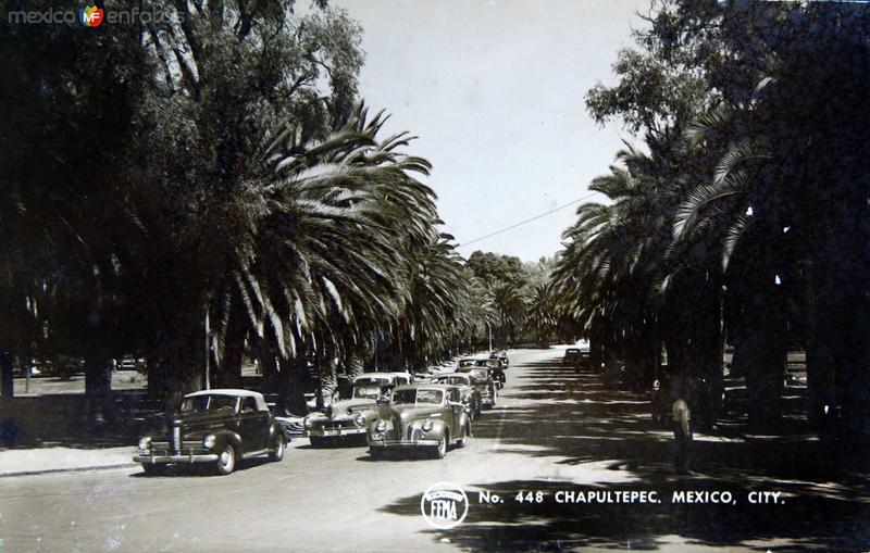 AVENIDA EN CHAPULTEPEC